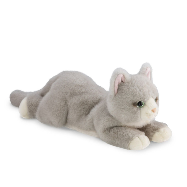 Aurora Borealis Grayson Cat