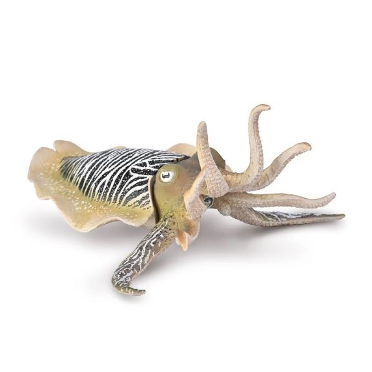 Bigjigs CollectA Common Cuttlefish 80009