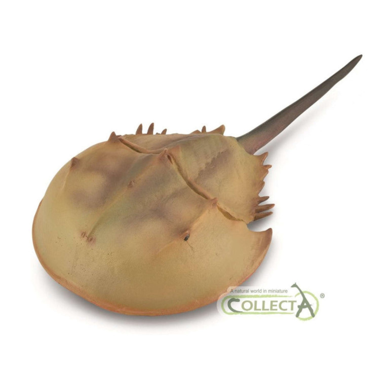Bigjigs CollectA Horseshoe Crab 