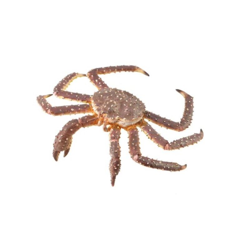 Bigjigs CollectA King Crab 88851