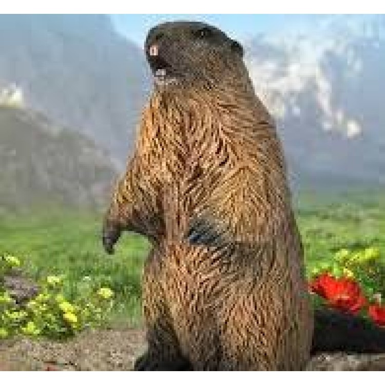 Bigjigs CollectA Marmot 80044