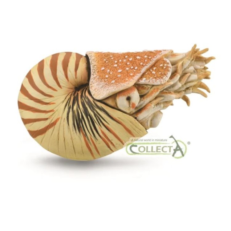 Bigjigs CollectA Nautilus Pompilius