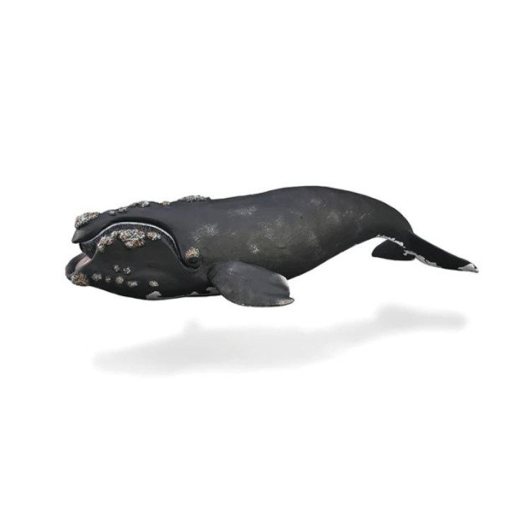 Bigjigs CollectA Right Whale 88740