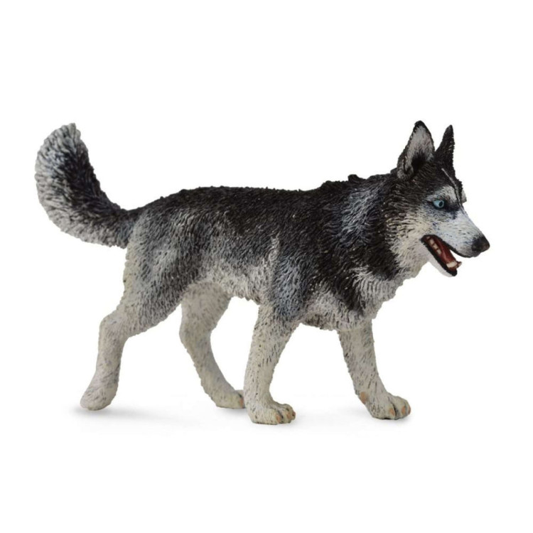 Bigjigs CollectA Siberian Husky 88707
