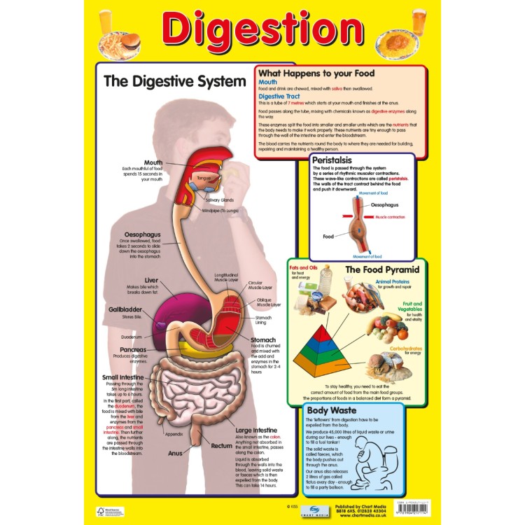 Chart Media Digestion Wall Poster