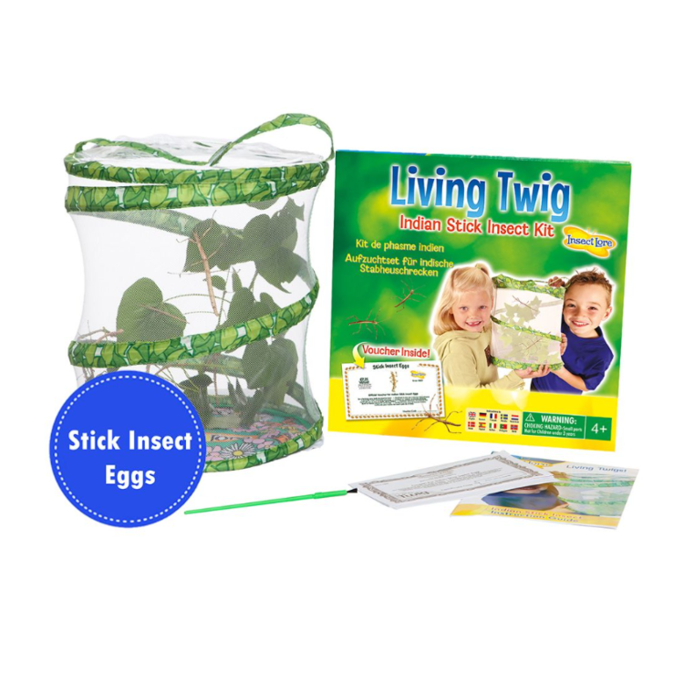 Insect Lore Living Twig Indian Stick Insect Kit
