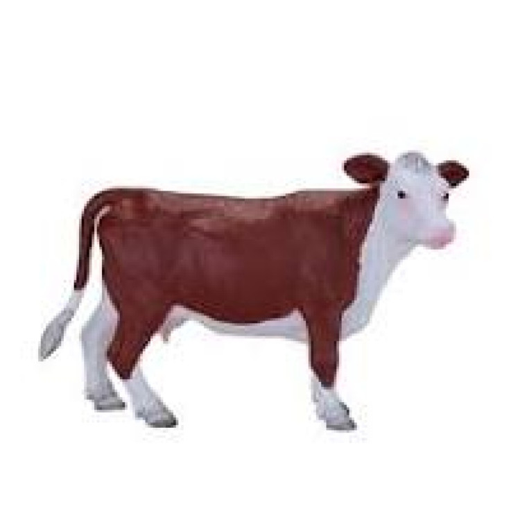 Mojo 381074 hereford Cow