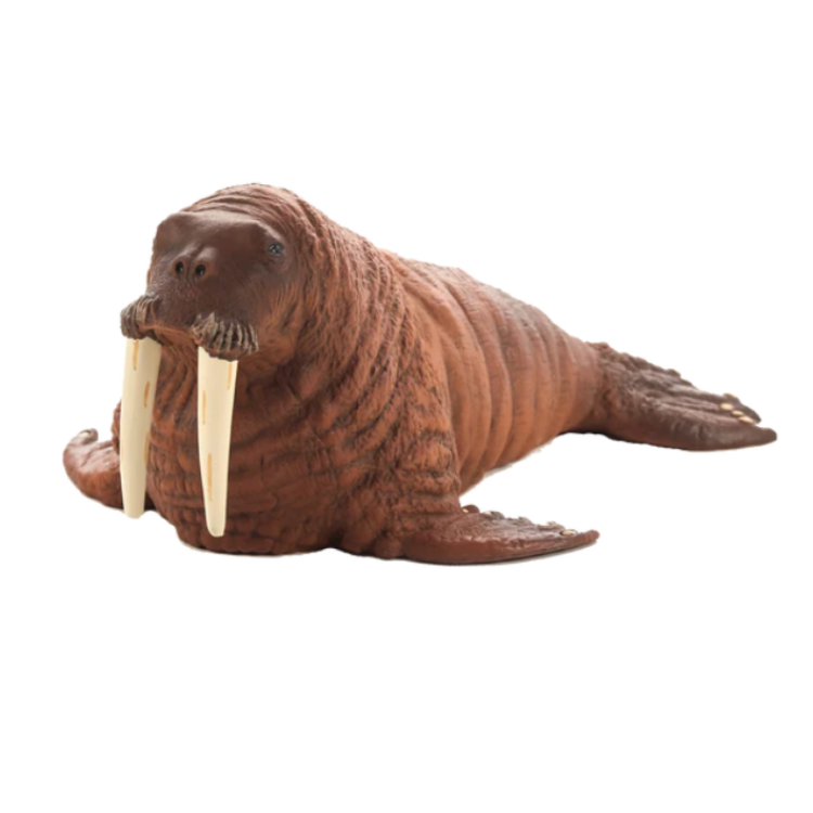 Mojo 387209 Walrus (Portugal)